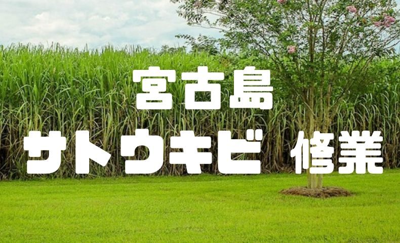 宮古島でサトウキビの収穫体験で学んだ 消費者としての重要な考え方 ごりぱちブログ