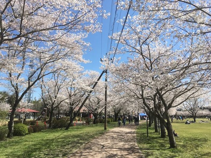 鹿児島,桜,桜百景,日本文化,高岡公園