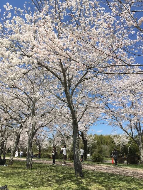 鹿児島,桜,桜百景,日本文化,高岡公園